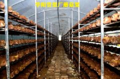 蘑菇架廠家直銷，食用菌蘑菇架子，食用菌網(wǎng)格